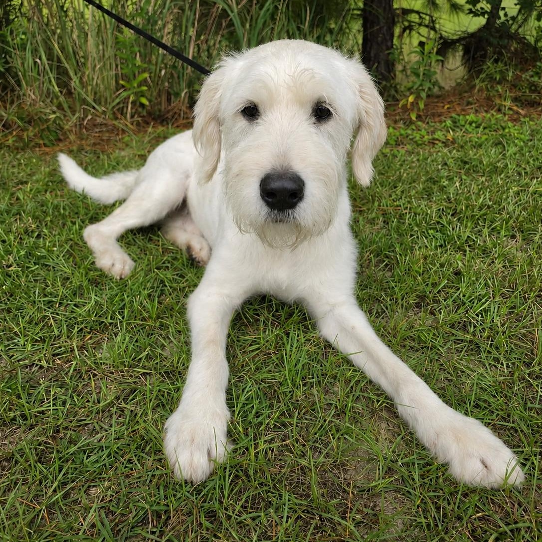 Scottie, Adoptable, Young Male Schnauzer & Golden Retriever.