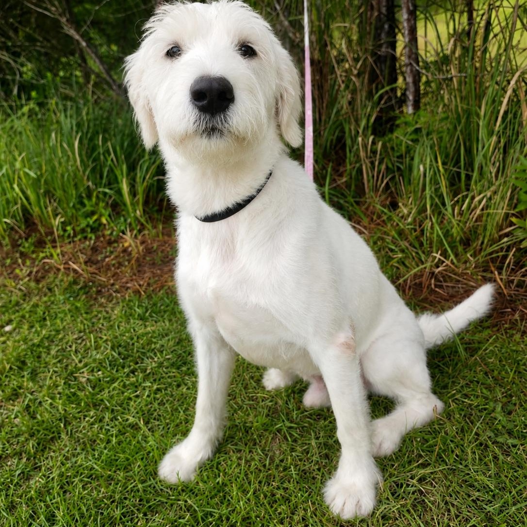 Enlarge Scottie, a Adoptable mixed breed in Jackson, MI image 5/6
