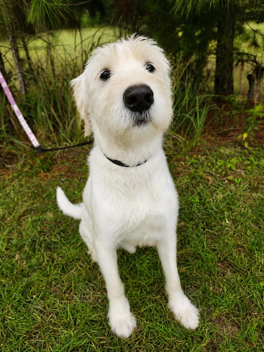 Enlarge Scottie, a Adoptable mixed breed in Jackson, MI image 6/6