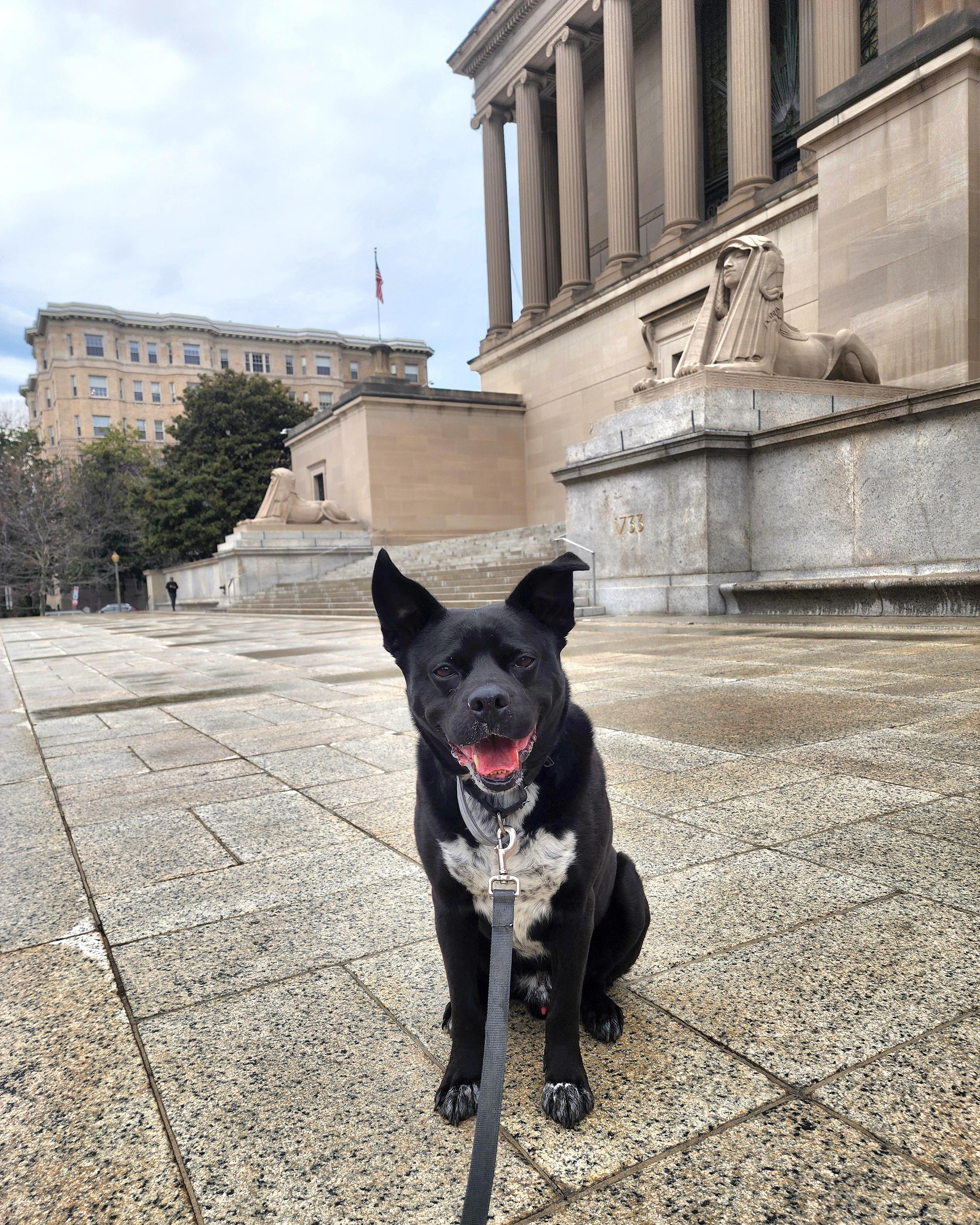 Bruce Wayne, a Adoptable mixed breed in Darien Center, NY image 5/5