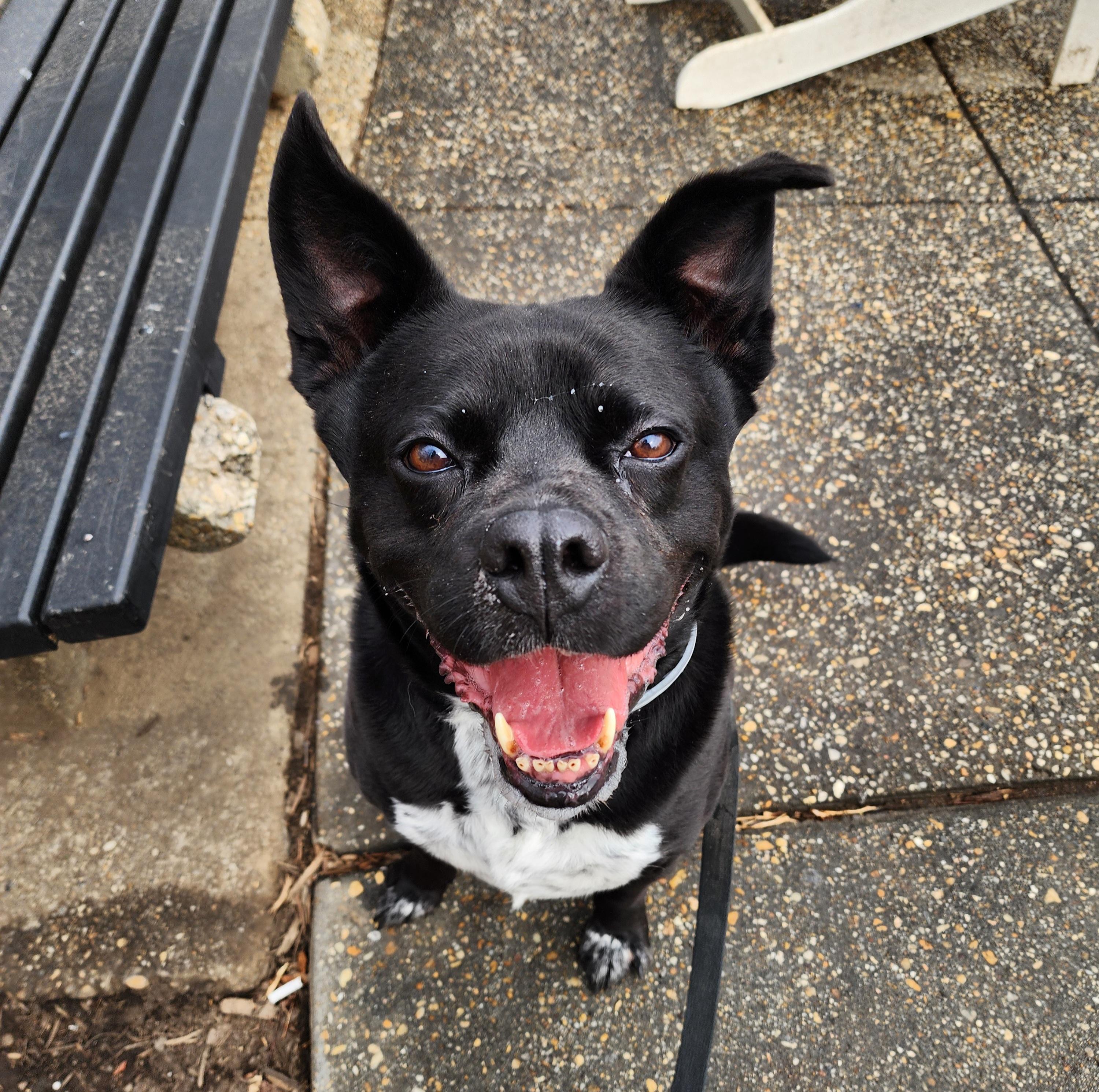 Bruce Wayne, a Adoptable mixed breed in Darien Center, NY image 2/5
