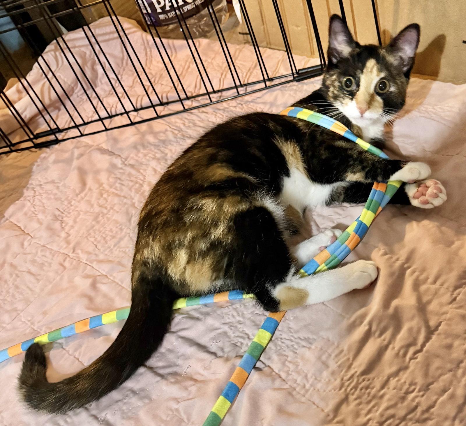 Enlarge Horchata, a Adoptable mixed breed in Spring City, PA image 2/3