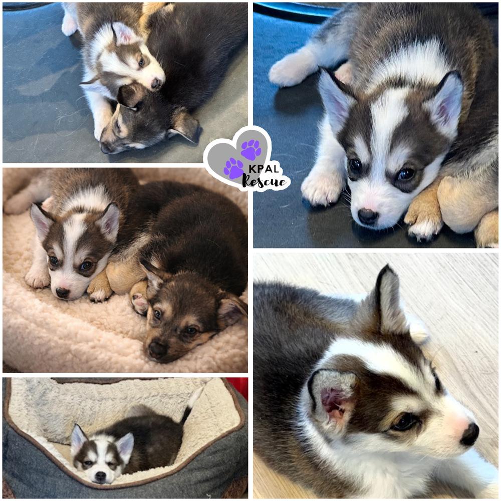 Enlarge Jenny - 80s Pop Song Litter, a Adoptable mixed breed in Kenai, AK image 2/2