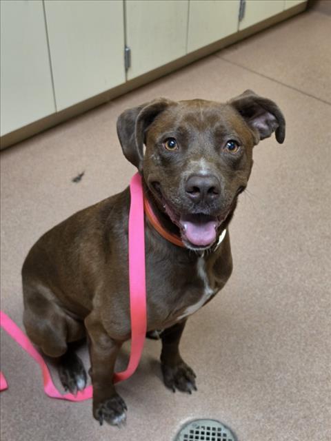SCOOBY, Adoptable, Adult Male Labrador Retriever & Mixed Breed.