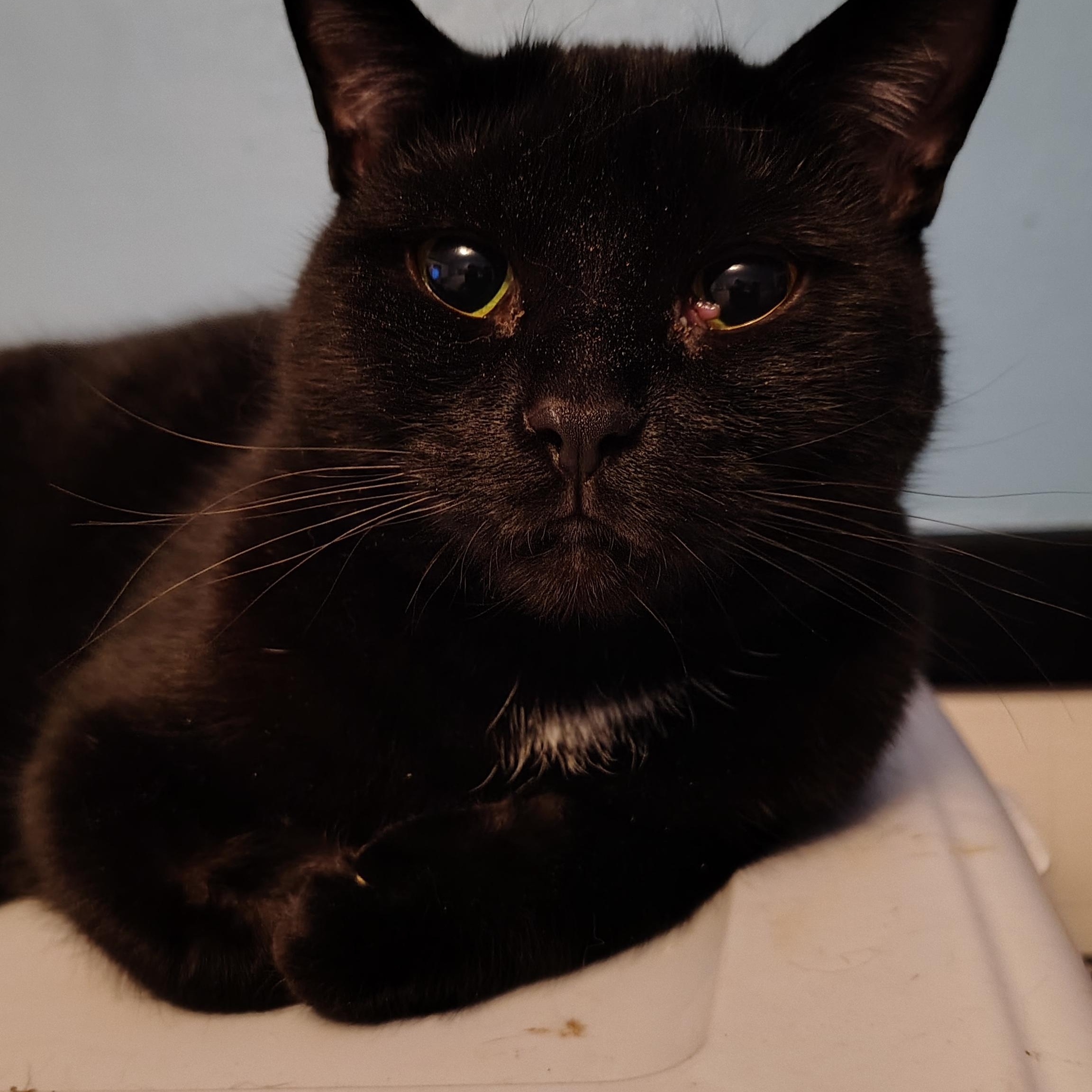 Charlise, a Adoptable Domestic Short Hair in Buffalo, NY image 1/3