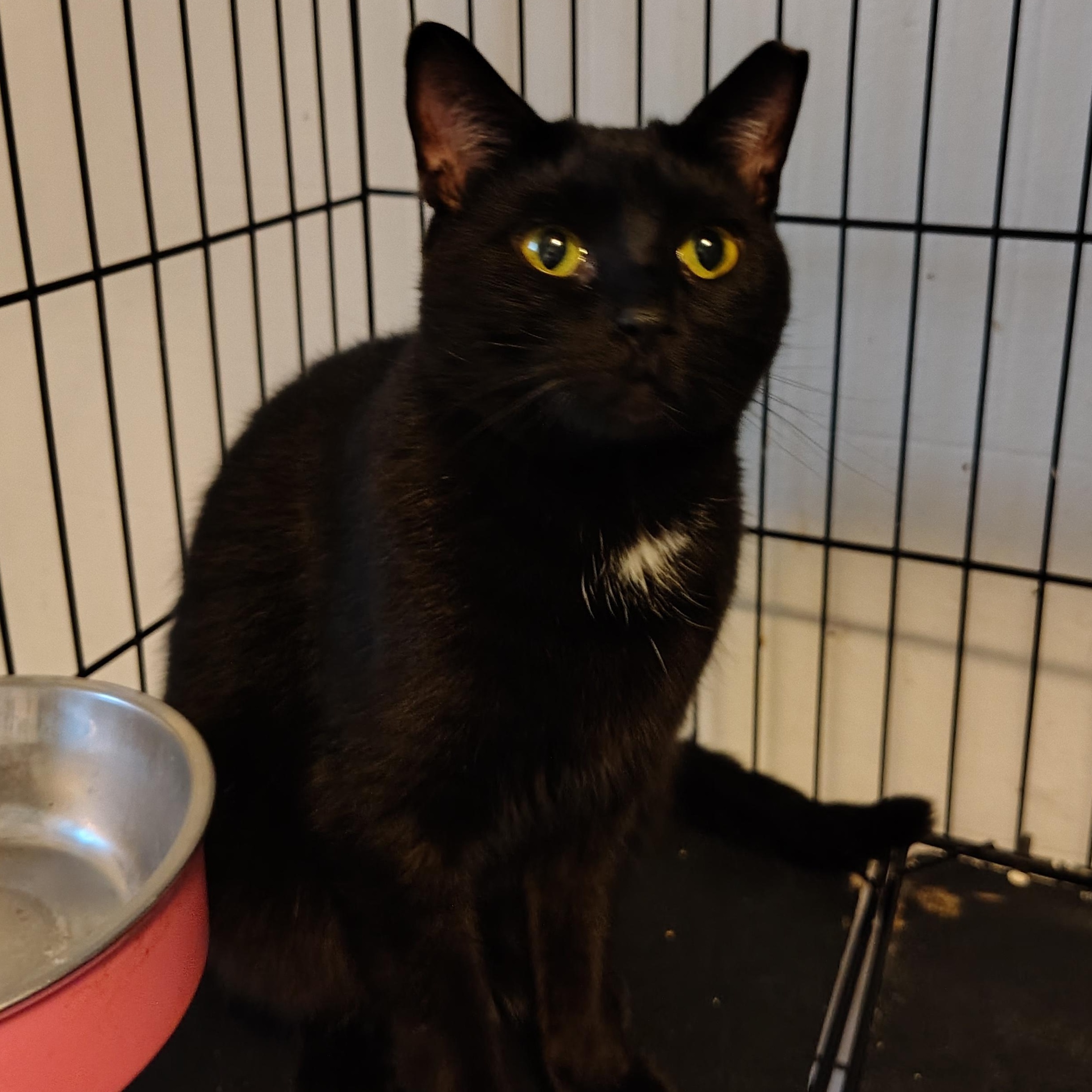 Charlise, a Adoptable Domestic Short Hair in Buffalo, NY image 2/3