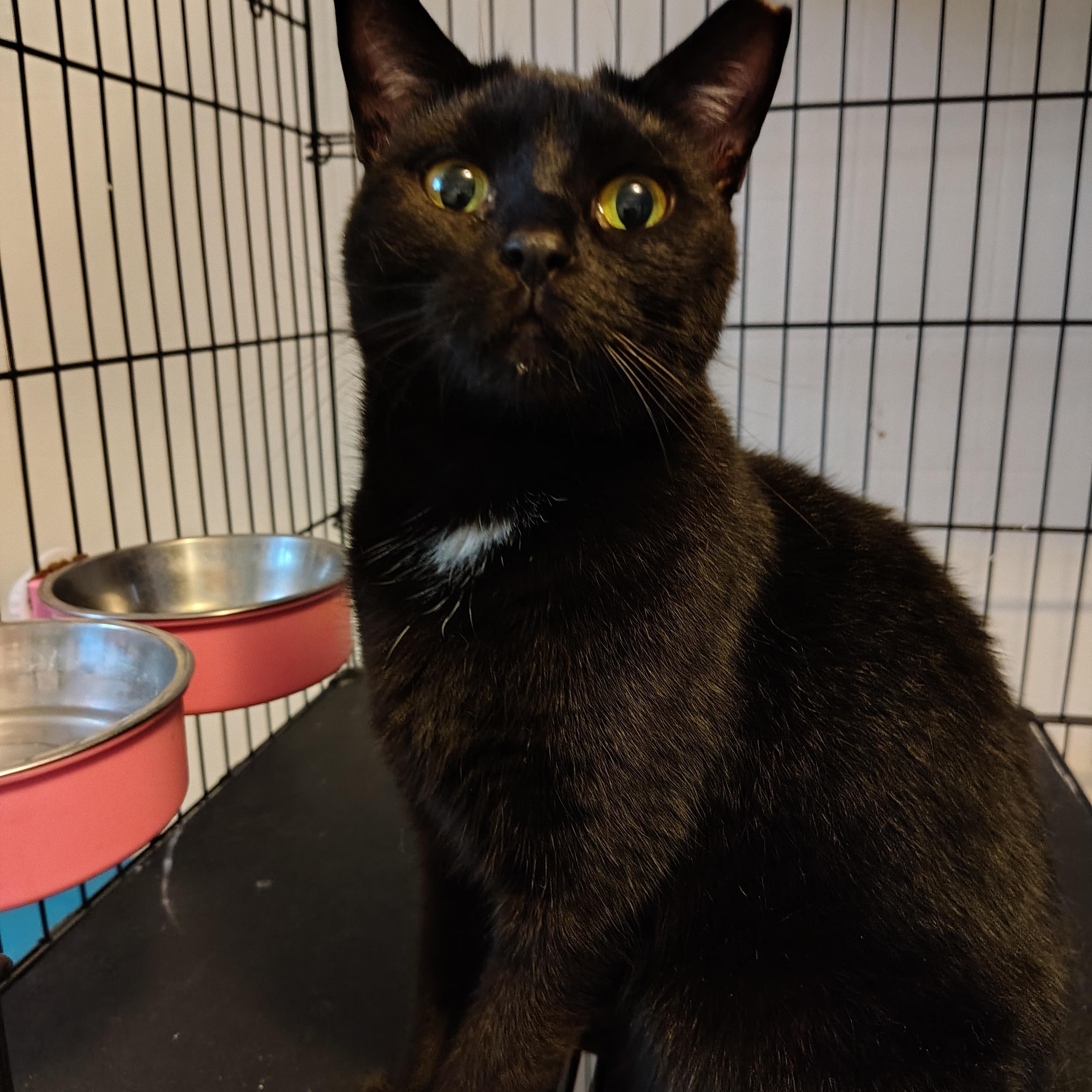 Charlise, a Adoptable Domestic Short Hair in Buffalo, NY image 3/3