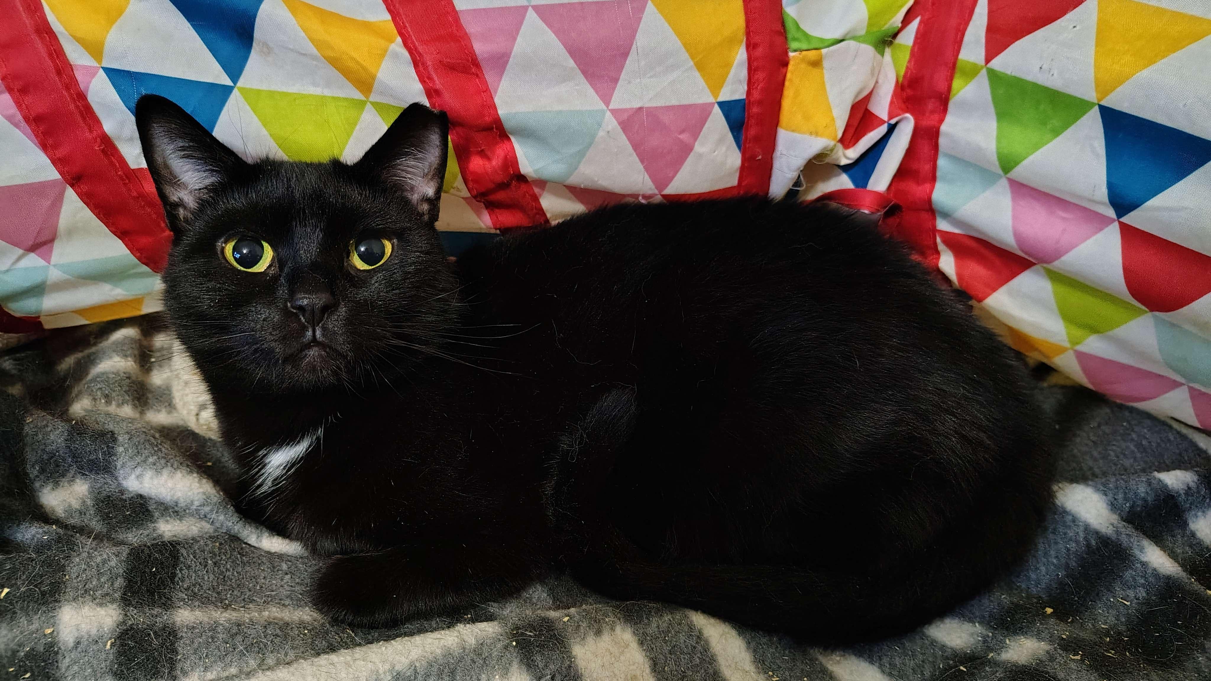 Charlise, Adoptable, Young Female Domestic Short Hair.