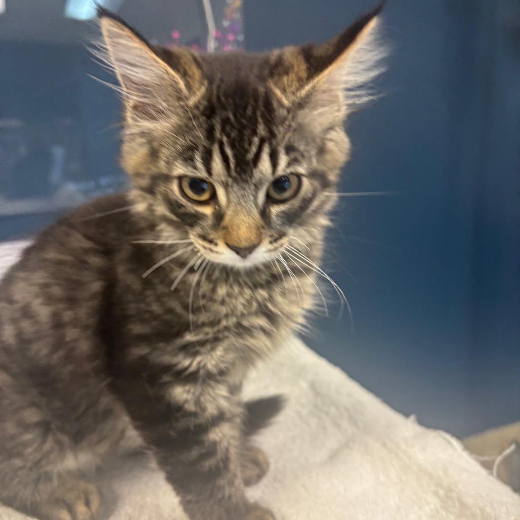 Damon, Adoptable, Kitten Male Domestic Short Hair.