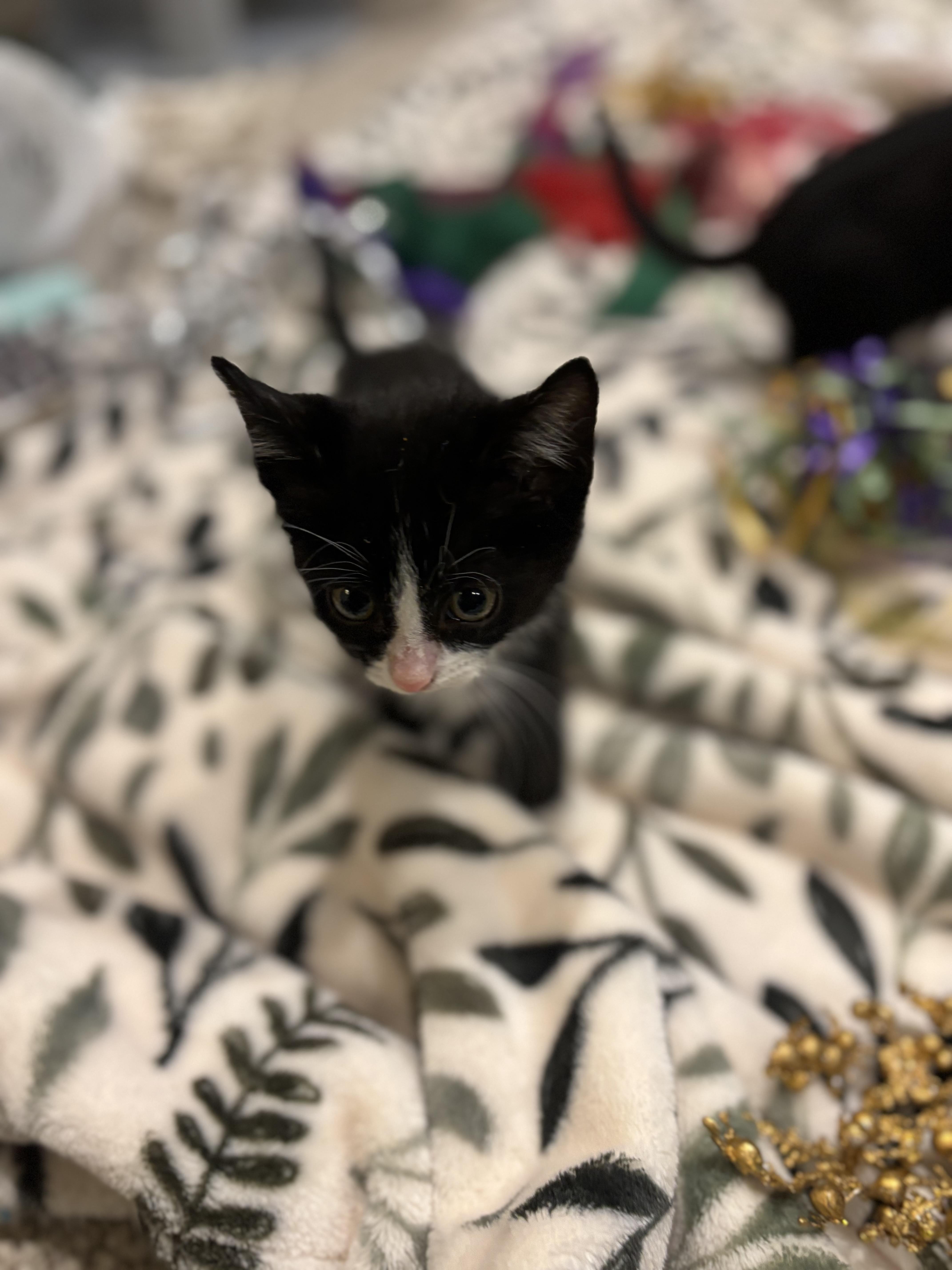 Cheddar, a Adoptable Domestic Short Hair in Crowley, TX image 1/3