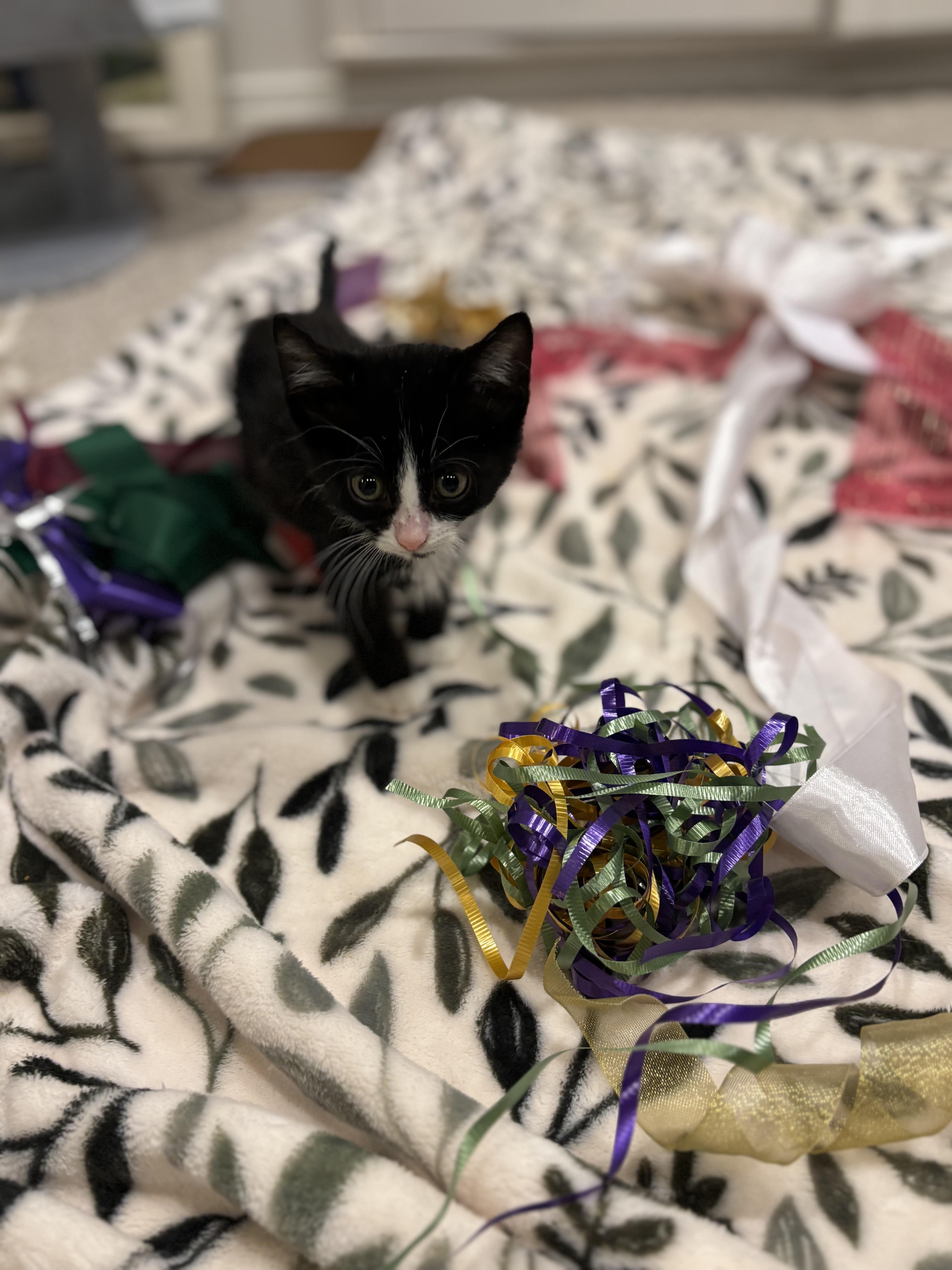 Cheddar, a Adoptable Domestic Short Hair in Crowley, TX image 3/3