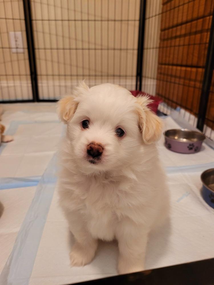 Enlarge Lacey, a Adoptable mixed breed in Elkhart , IN image 1/6