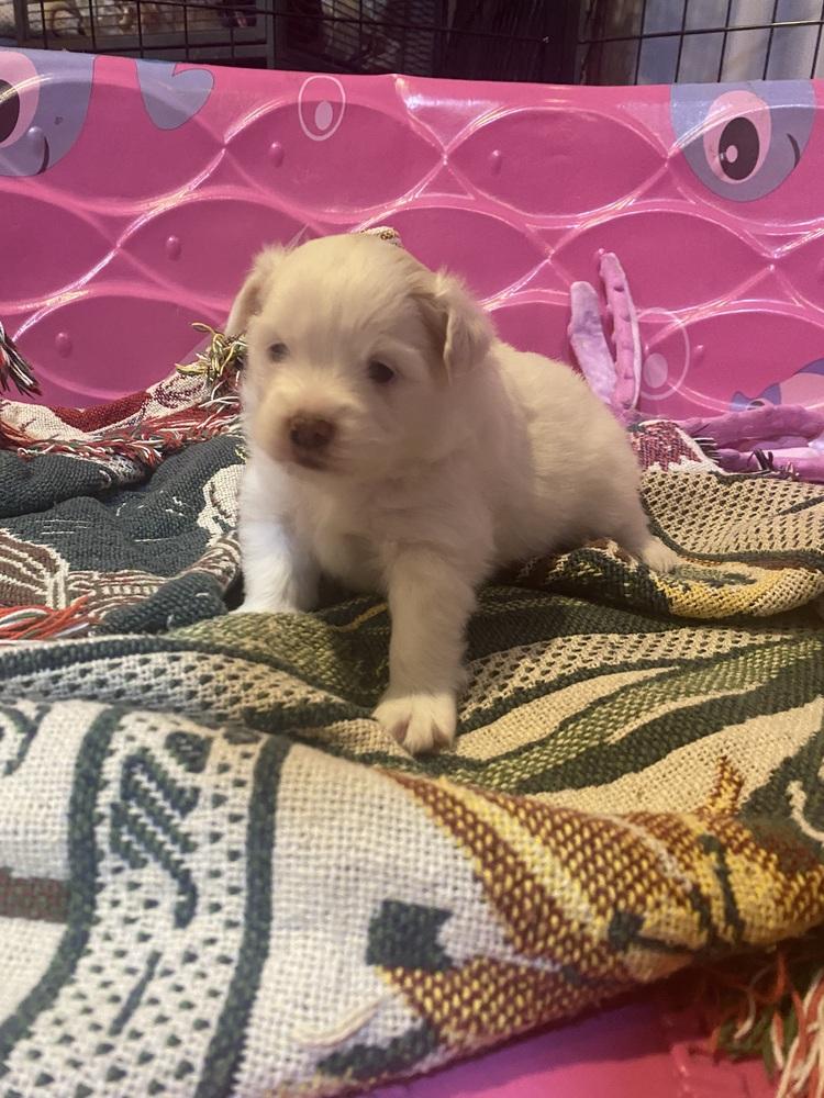 Enlarge Lacey, a Adoptable mixed breed in Elkhart , IN image 2/6