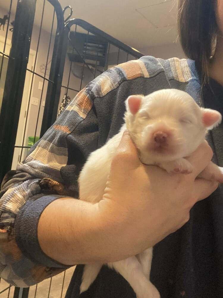 Enlarge Lacey, a Adoptable mixed breed in Elkhart , IN image 3/6