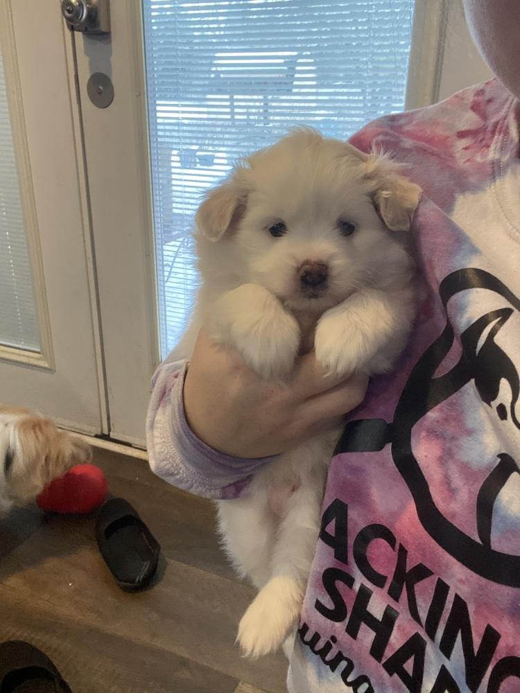 Enlarge Lacey, a Adoptable mixed breed in Elkhart , IN image 5/6