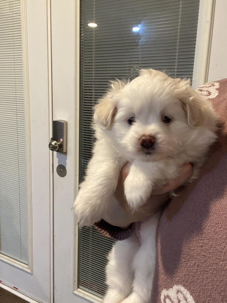 Enlarge Lacey, a Adoptable mixed breed in Elkhart , IN image 6/6