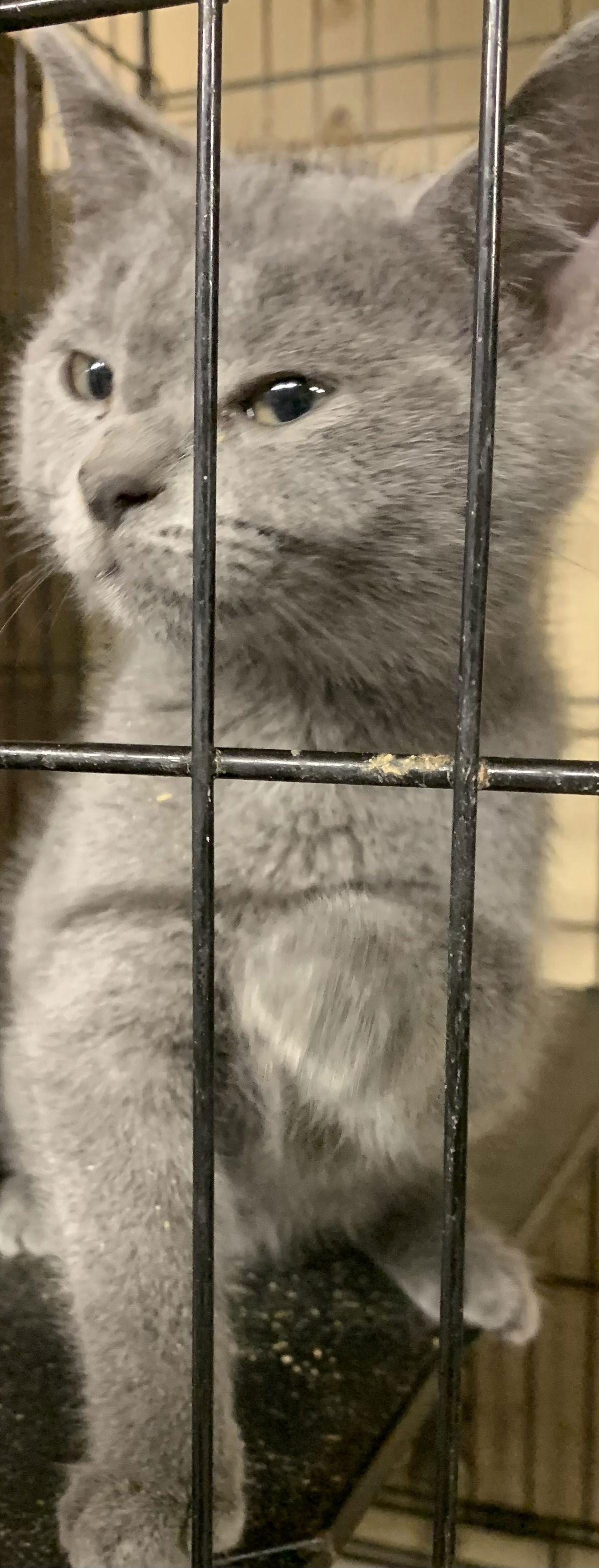 Indigo Baptisia, Adopted, Kitten Female Russian Blue & Domestic Short Hair.