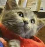 Indigo Baptisia, a Adopted mixed breed image 2/3