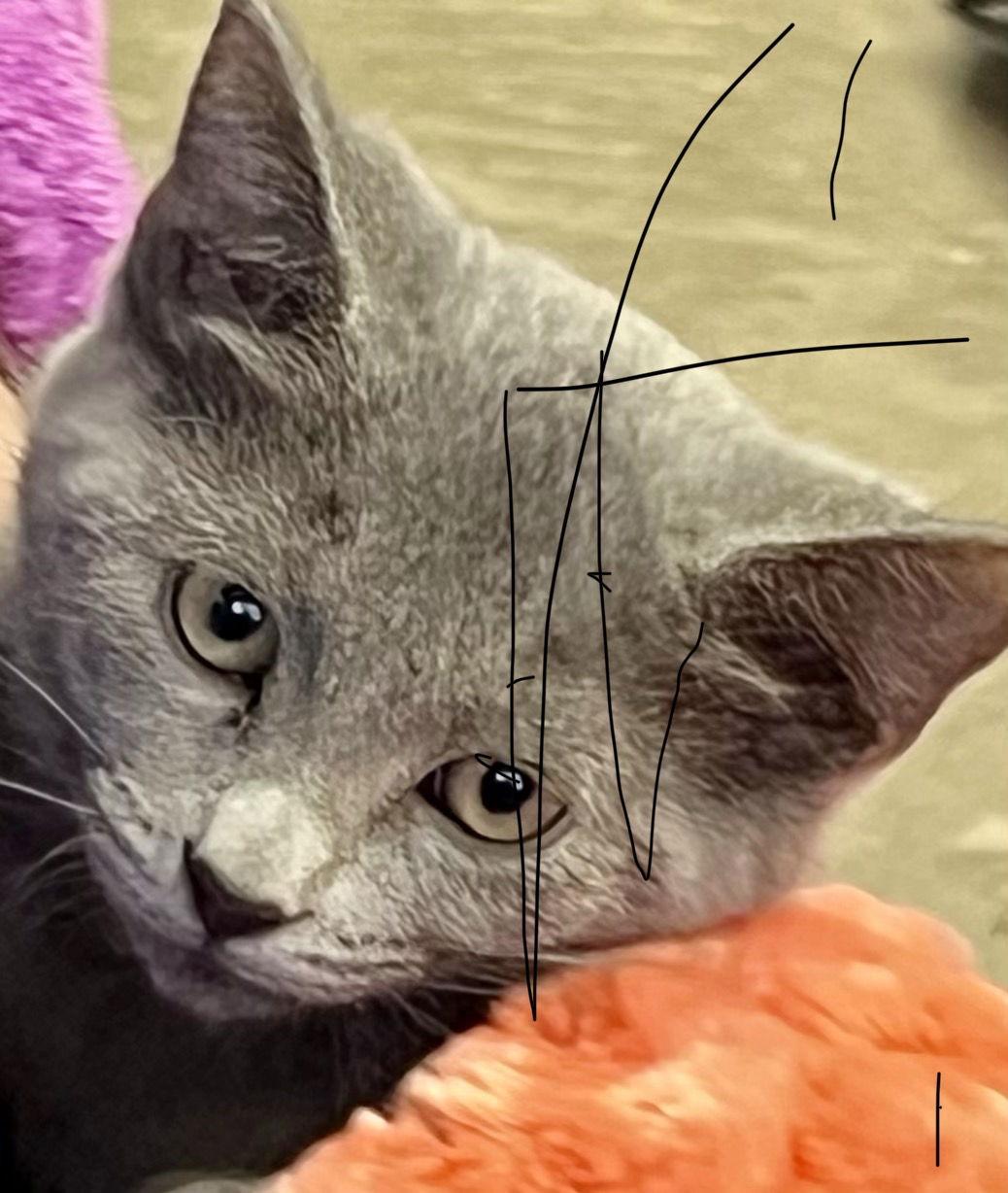 Indigo Baptisia, a Adopted mixed breed image 3/3