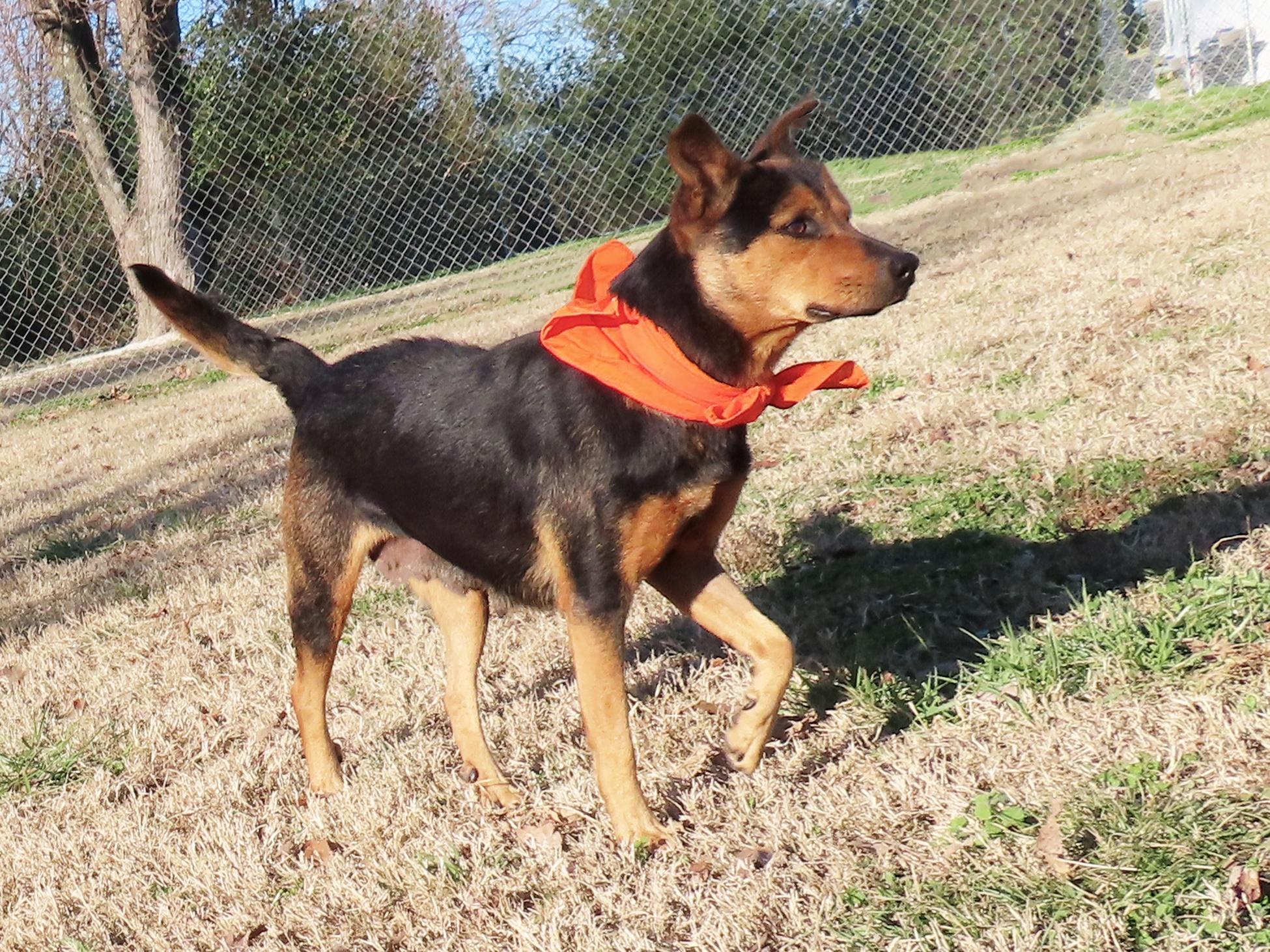 Enlarge Siggy 25C-303A, a ADOPTABLE mixed breed in Rogers, AR image 5/5
