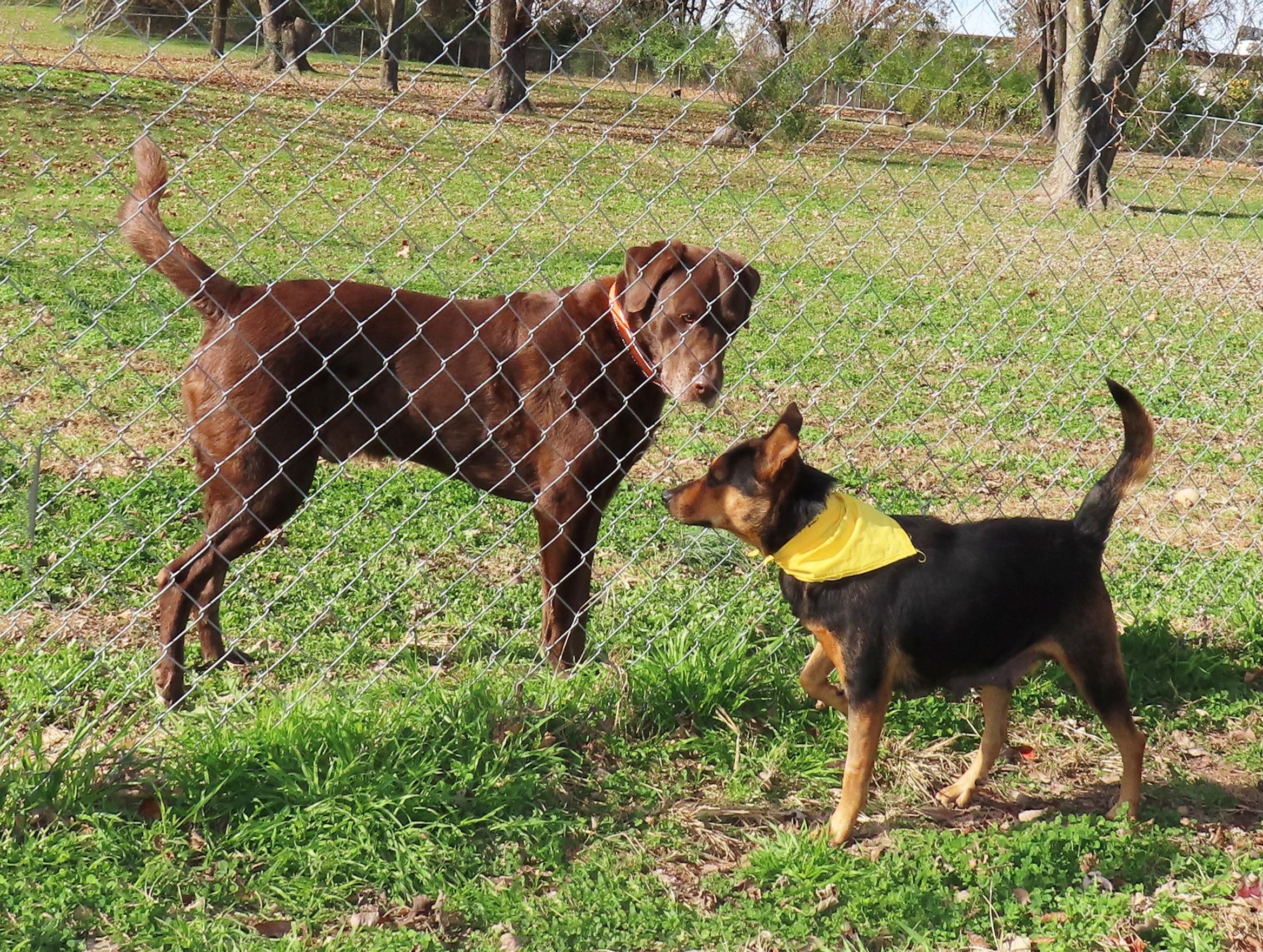 Enlarge Siggy 25C-303A, a ADOPTABLE mixed breed in Rogers, AR image 3/5
