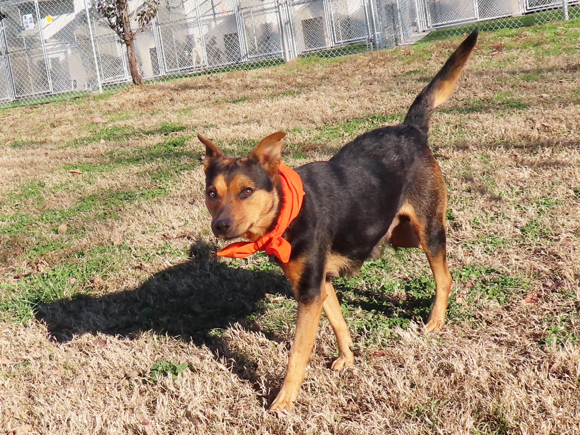 Enlarge Siggy 25C-303A, a ADOPTABLE mixed breed in Rogers, AR image 2/5