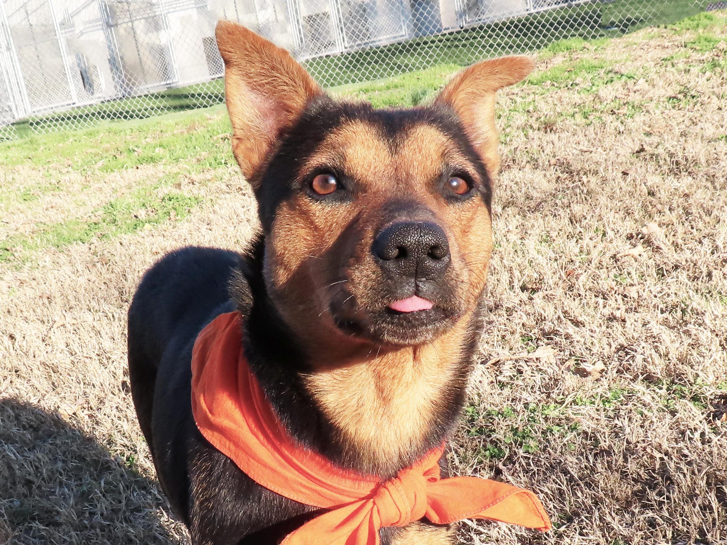 Enlarge Siggy 25C-303A, a ADOPTABLE mixed breed in Rogers, AR image 1/5