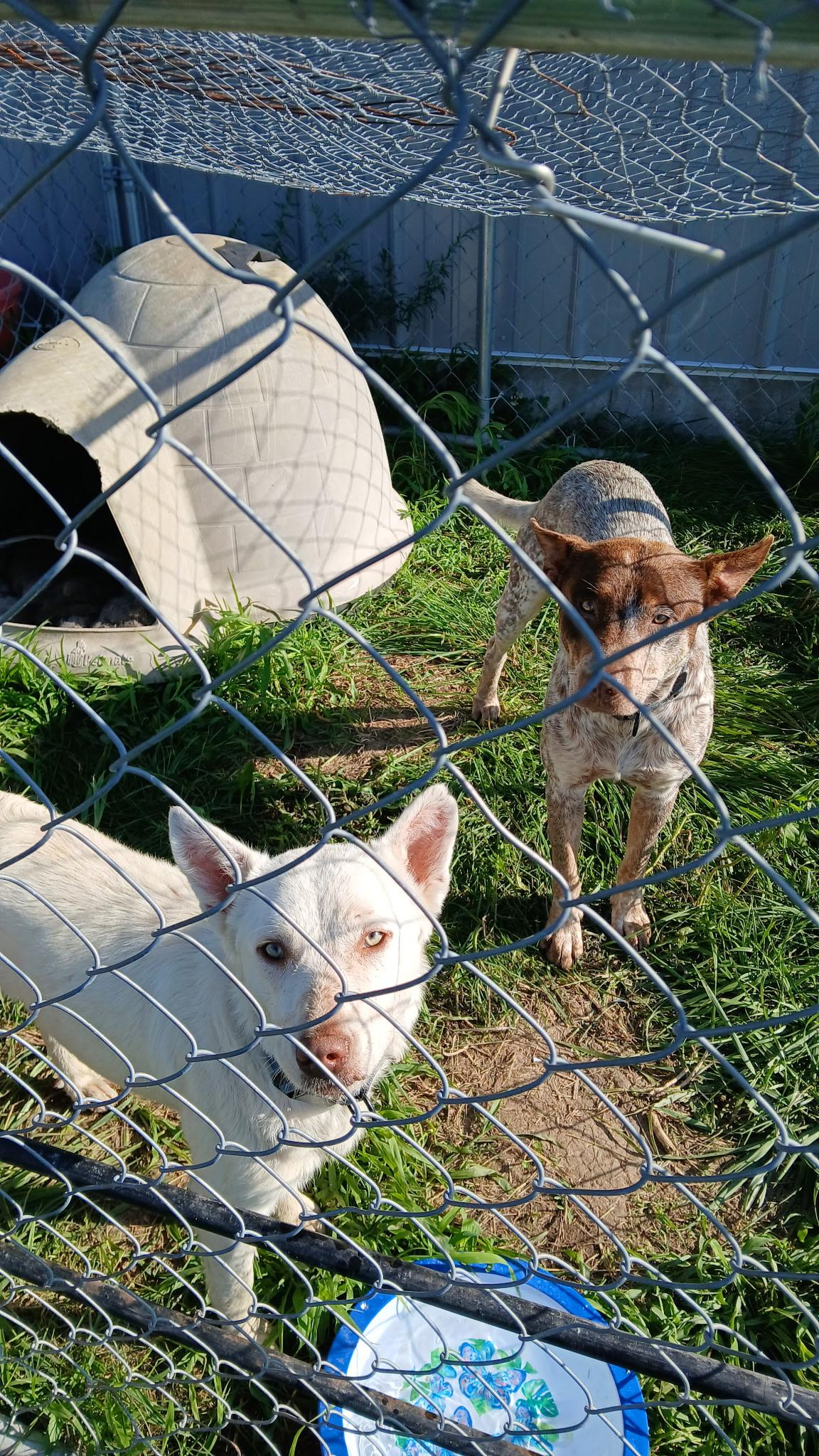 DUSTY & BLIZZARD photo