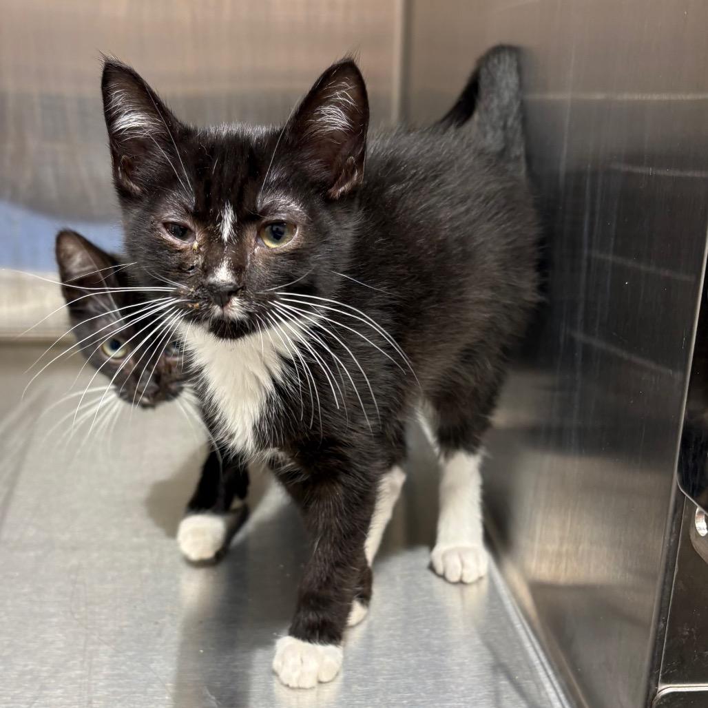 Enlarge Guac, a Adoptable Domestic Short Hair in Morganton, NC image 1/2