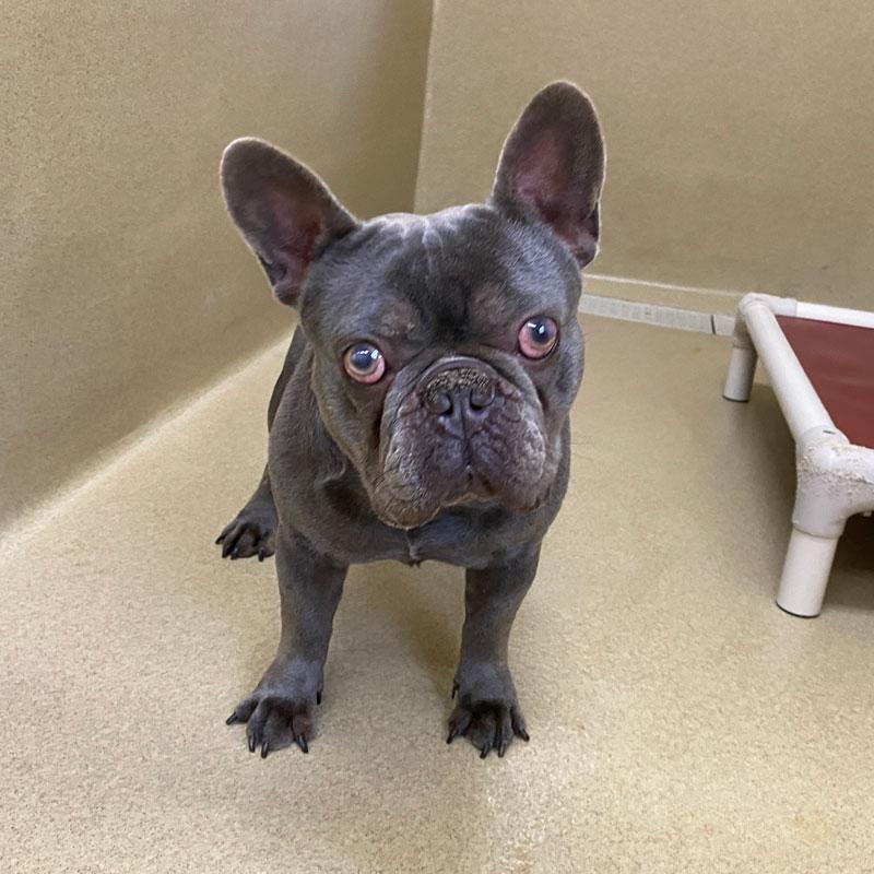 Drake #22186, ADOPTABLE, Adult Male French Bulldog.