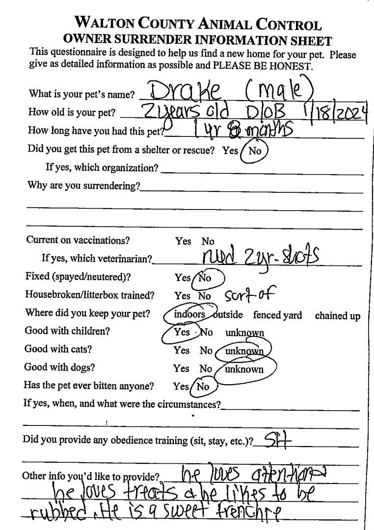 Enlarge Drake #22186, a ADOPTABLE French Bulldog in Monroe, GA image 2/2