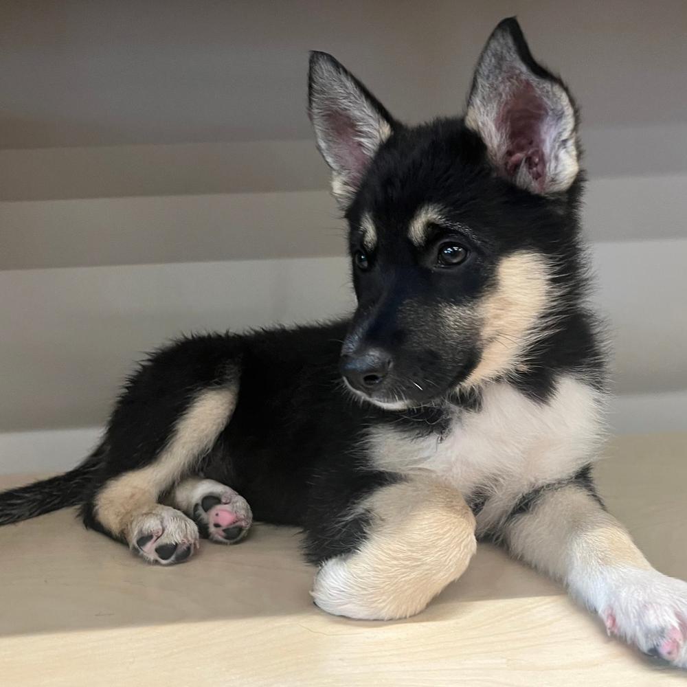 Enlarge Cola, a Adoptable mixed breed in Winnipeg, MB image 2/6