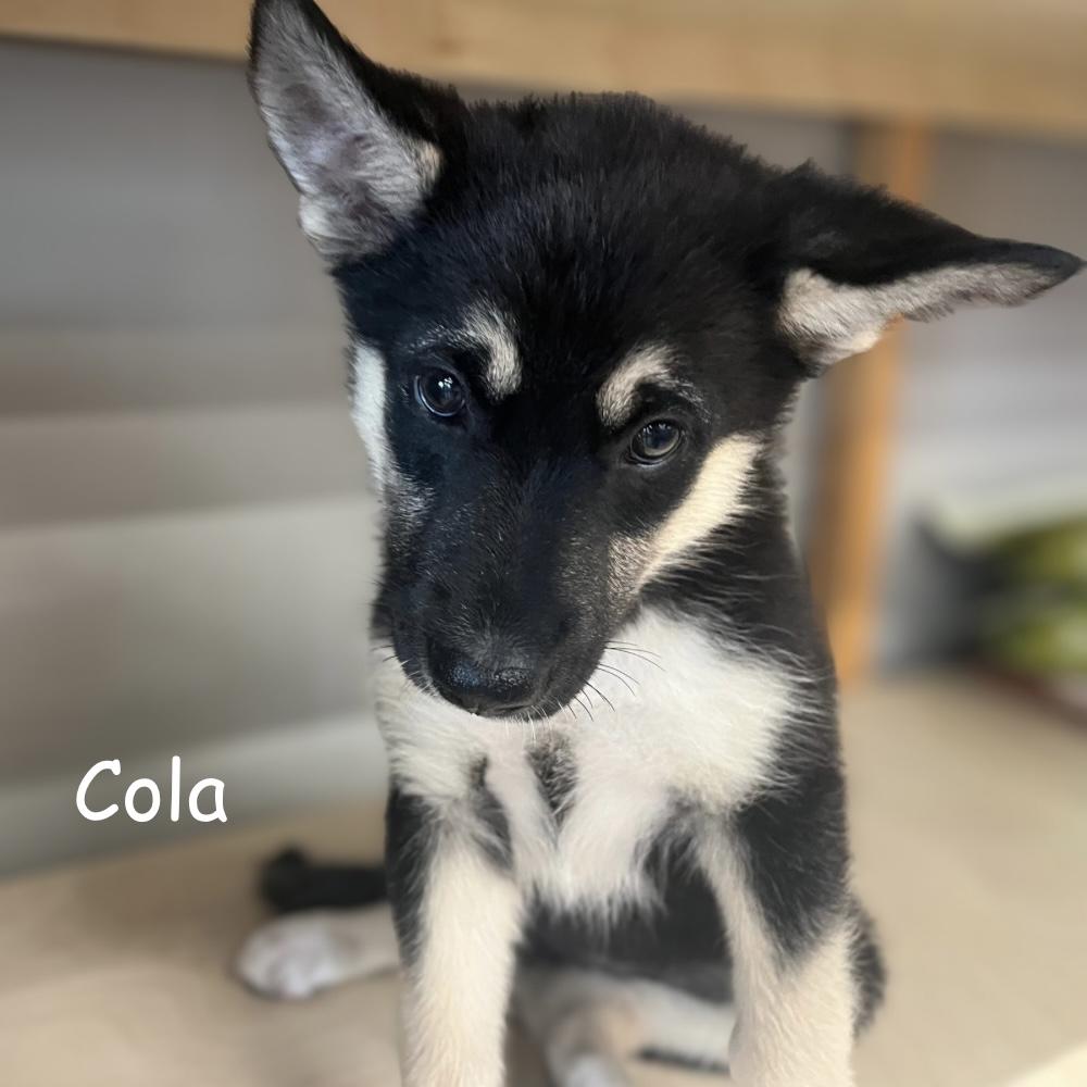 Cola, Adoptable, Puppy Female Shepherd & Husky.