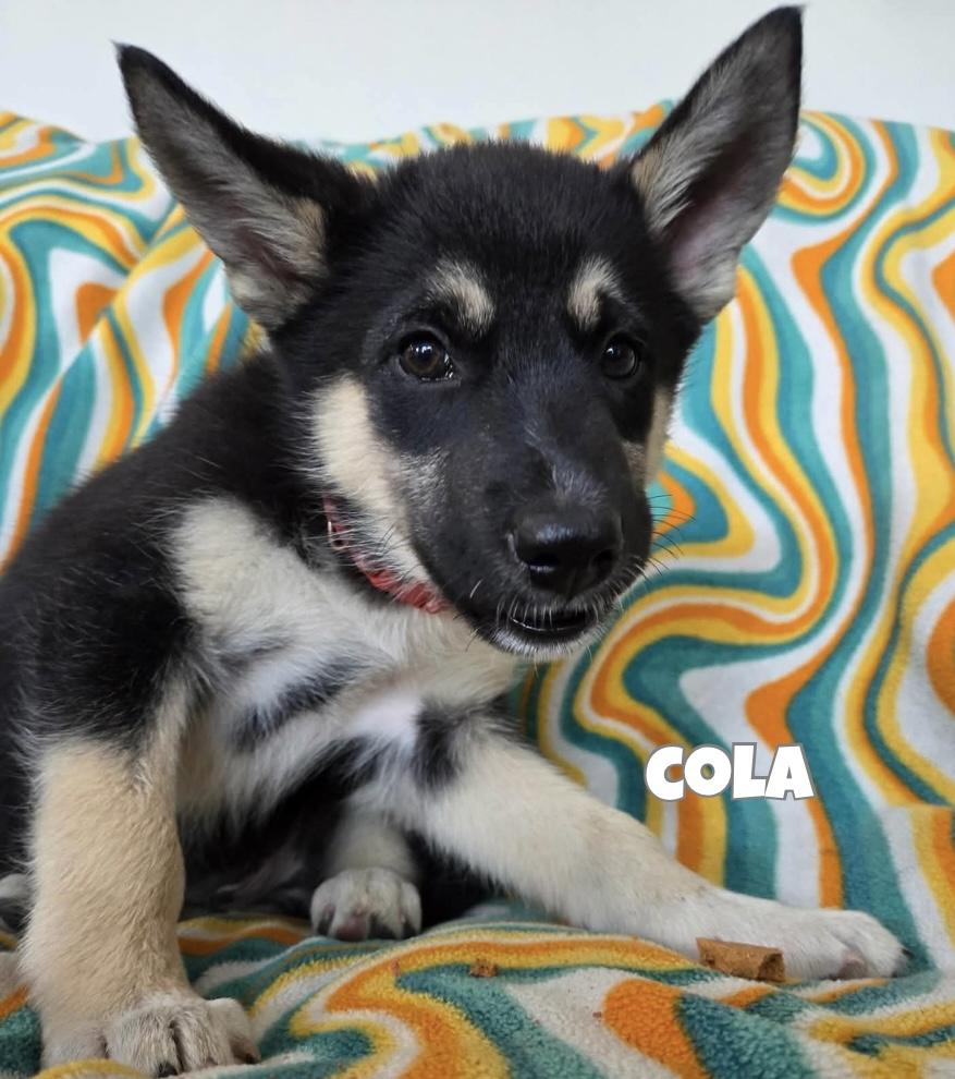 Enlarge Cola, a Adoptable mixed breed in Winnipeg, MB image 6/6
