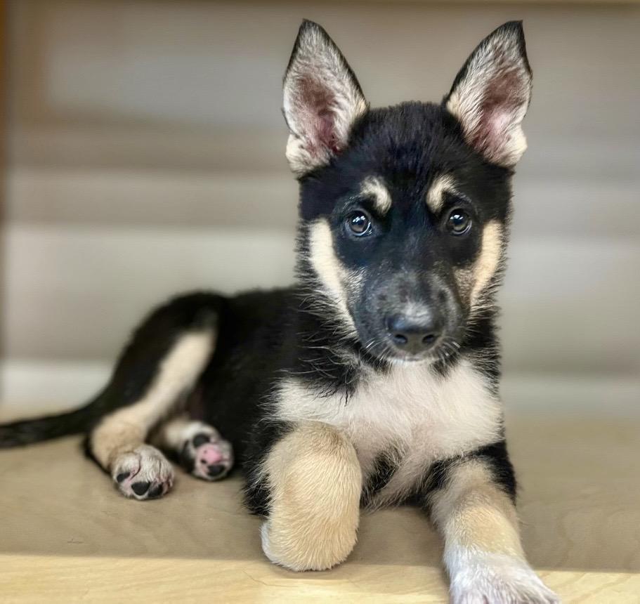 Enlarge Cola, a Adoptable mixed breed in Winnipeg, MB image 4/6