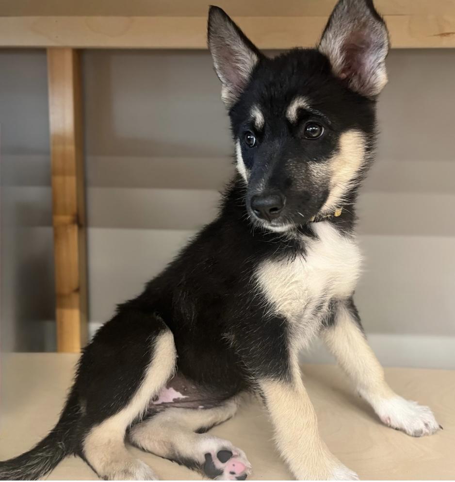 Enlarge Cola, a Adoptable mixed breed in Winnipeg, MB image 5/6