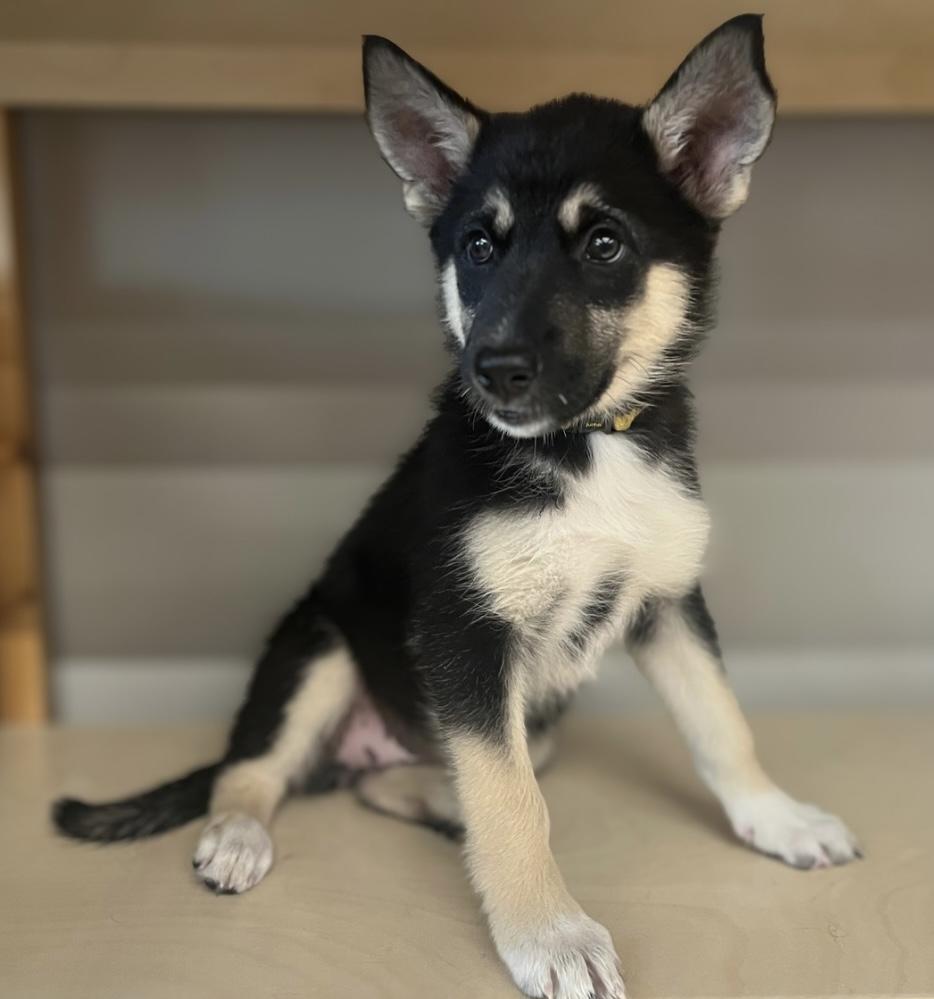 Enlarge Cola, a Adoptable mixed breed in Winnipeg, MB image 3/6