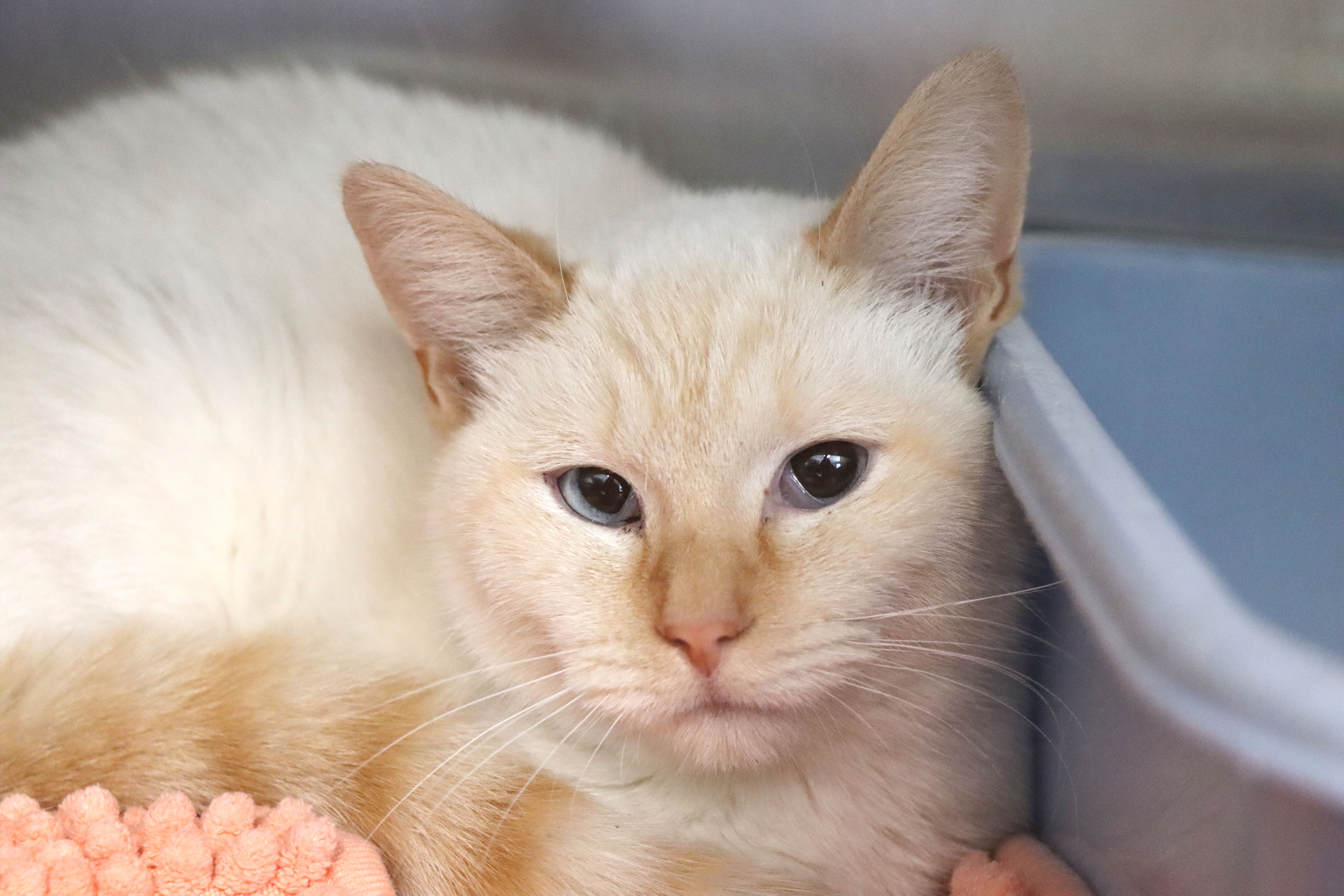 Queso, adoptable, Adult Female Domestic Short Hair.