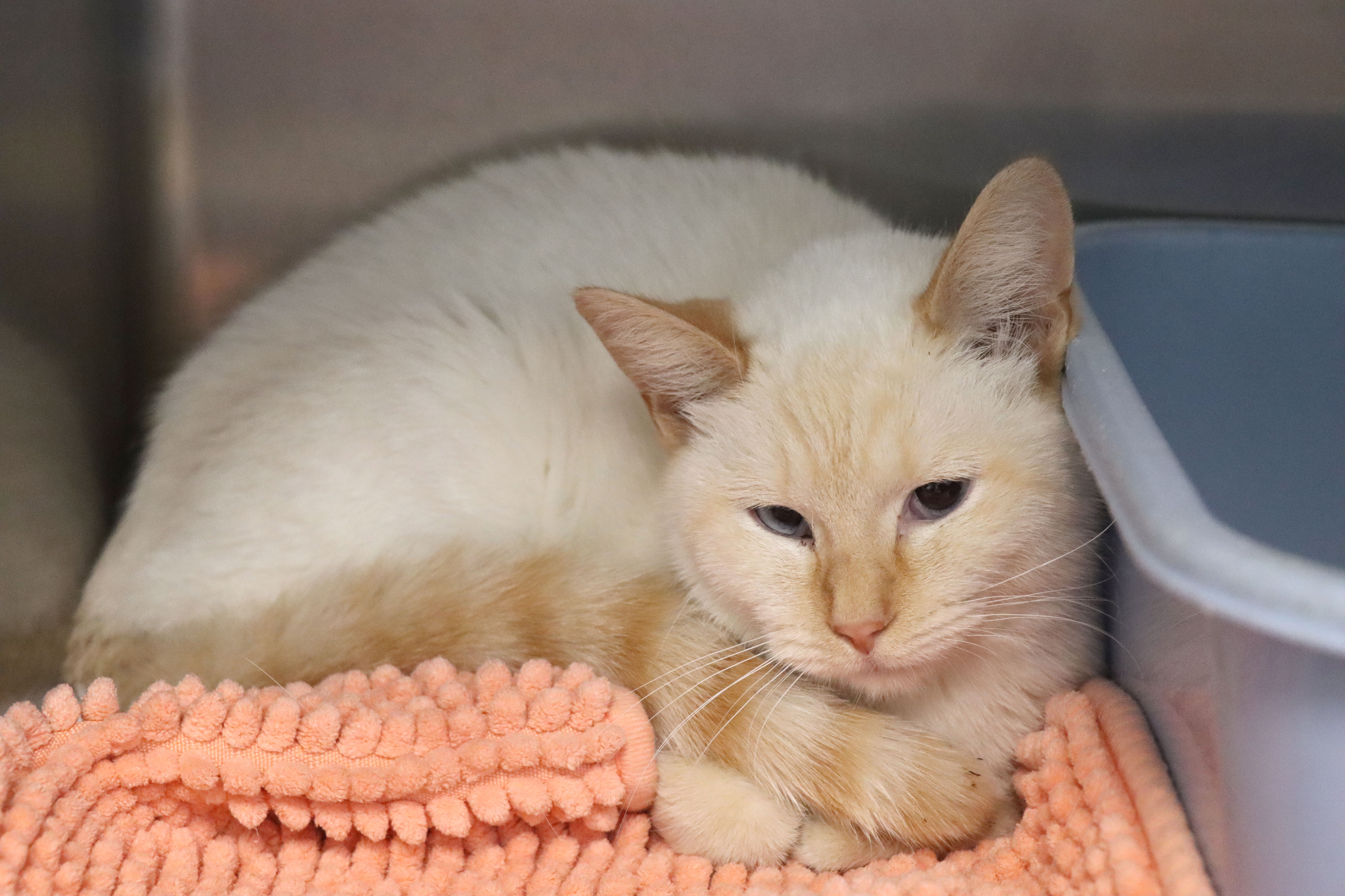 Queso, an adoptable Domestic Short Hair in House Springs, MO image 2/2