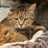 Pyle, Adult Male Domestic Short Hair