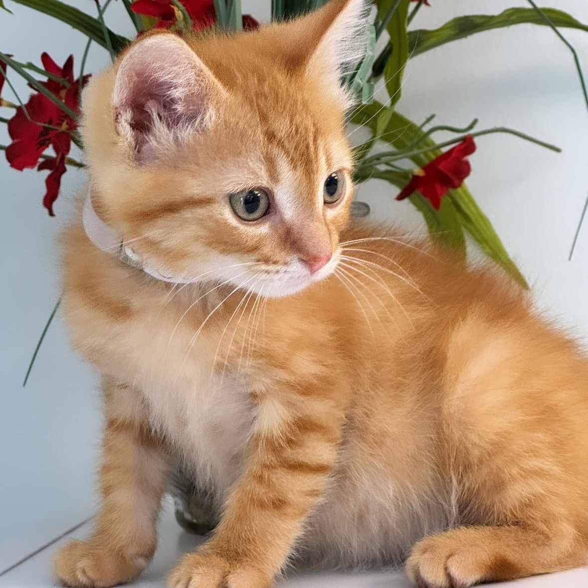 Soda Pop, adopted, Young Male Domestic Short Hair.
