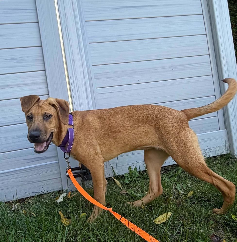 Pearl, Adoptable, Puppy Female Hound & Shepherd.