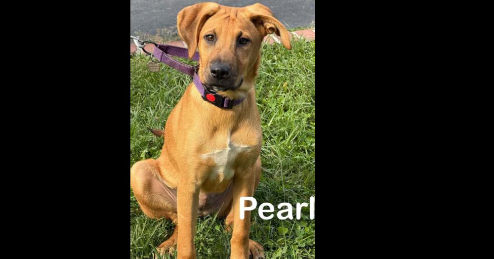 Enlarge Pearl, a Adoptable mixed breed in harrison city, PA image 2/5