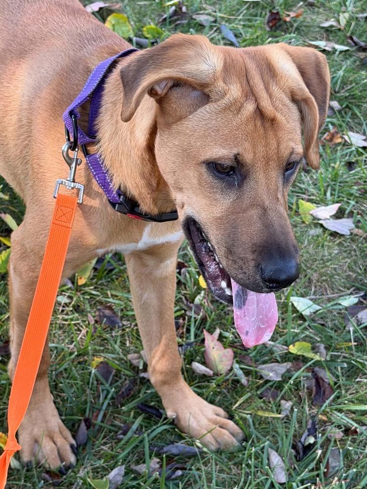 Enlarge Pearl, a Adoptable mixed breed in harrison city, PA image 5/5