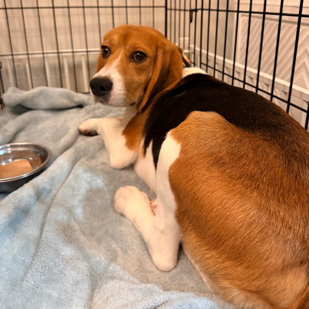 Elroy, a ADOPTABLE Beagle in Chicago, IL image 5/6