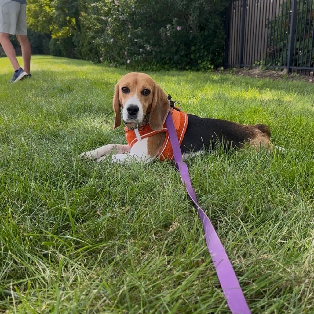 Elroy, a ADOPTABLE Beagle in Chicago, IL image 2/6