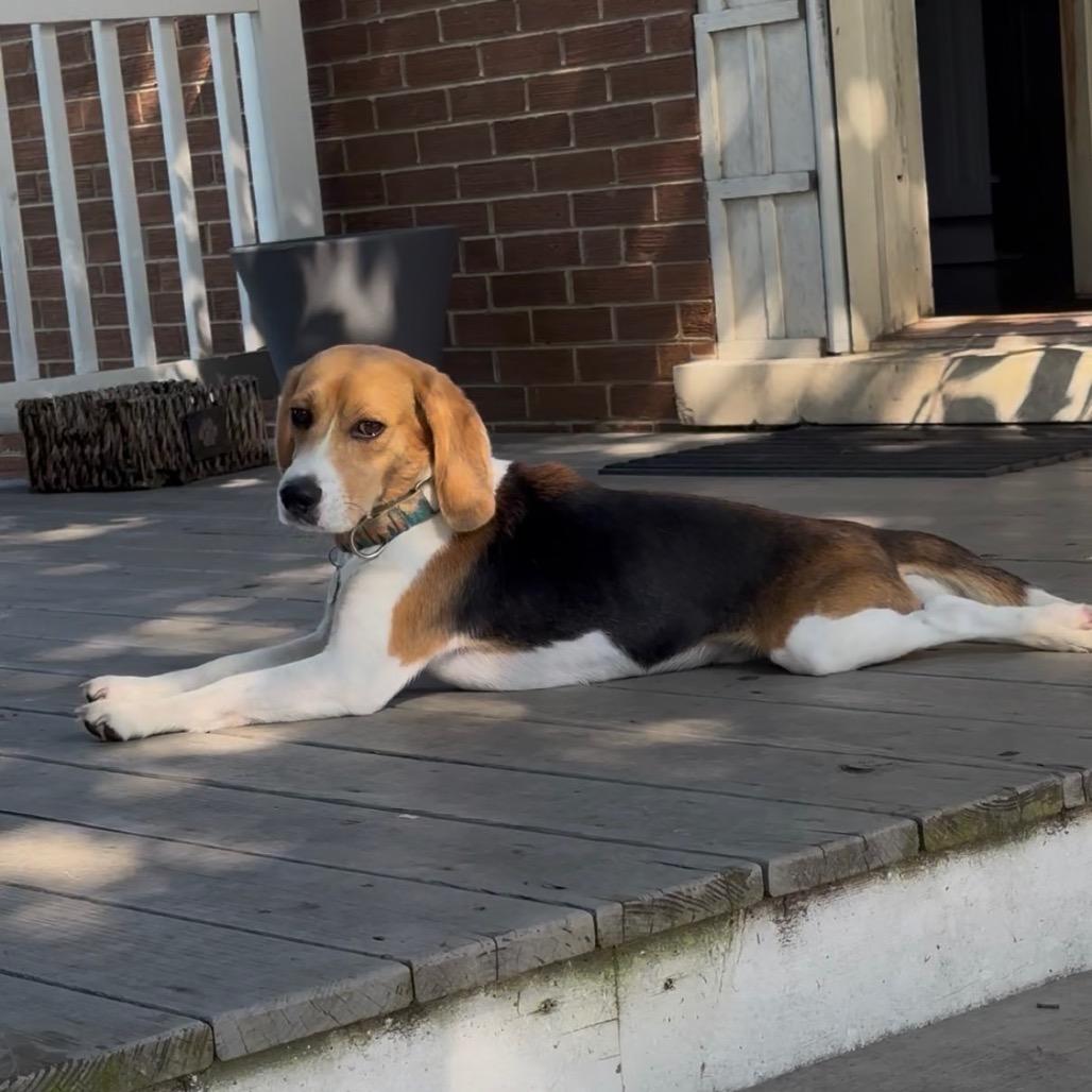 Elroy, a ADOPTABLE Beagle in Chicago, IL image 3/6