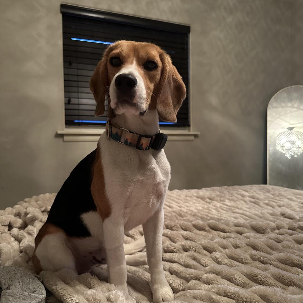 Elroy, ADOPTABLE, Adult Male Beagle.
