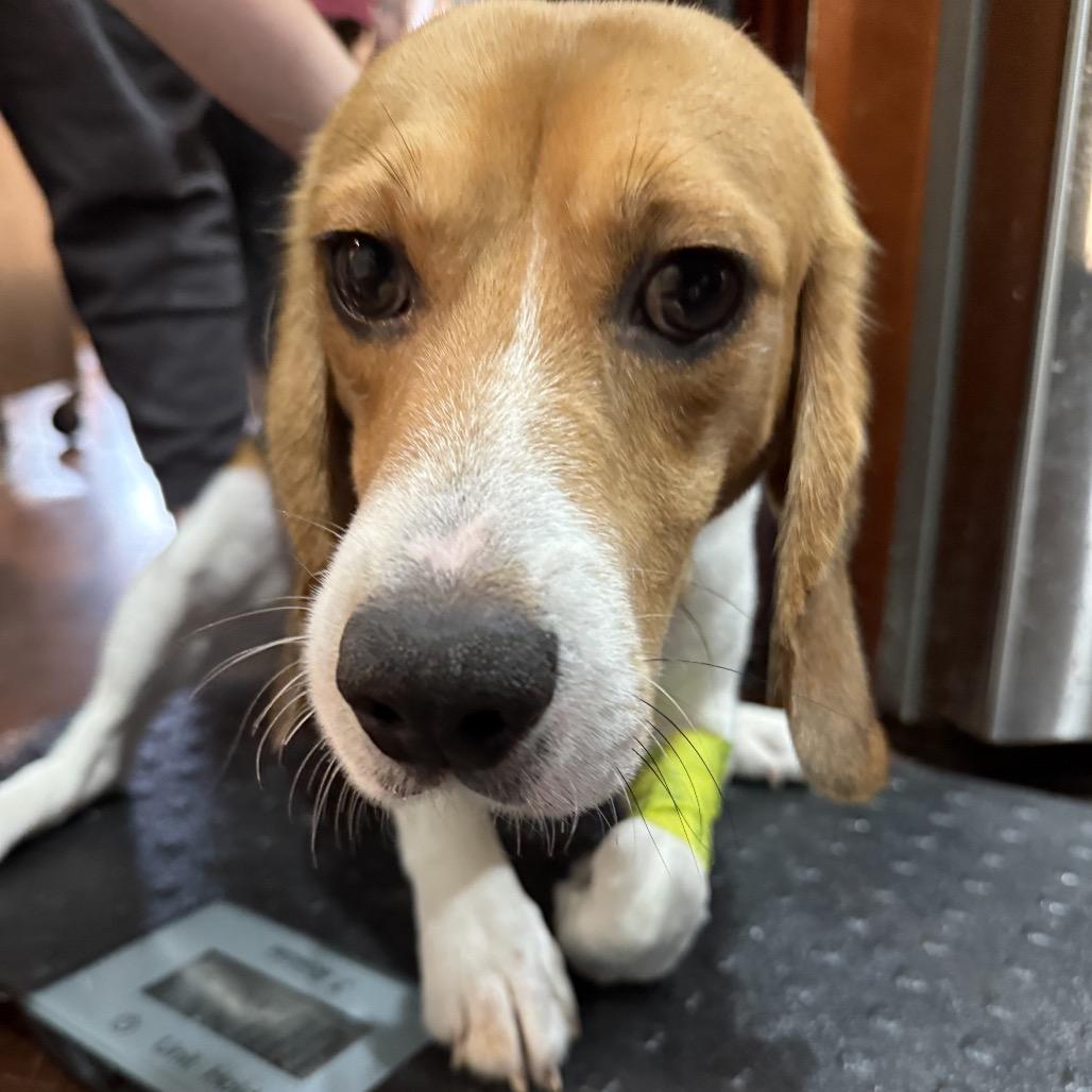 Elroy, a ADOPTABLE Beagle in Chicago, IL image 6/6