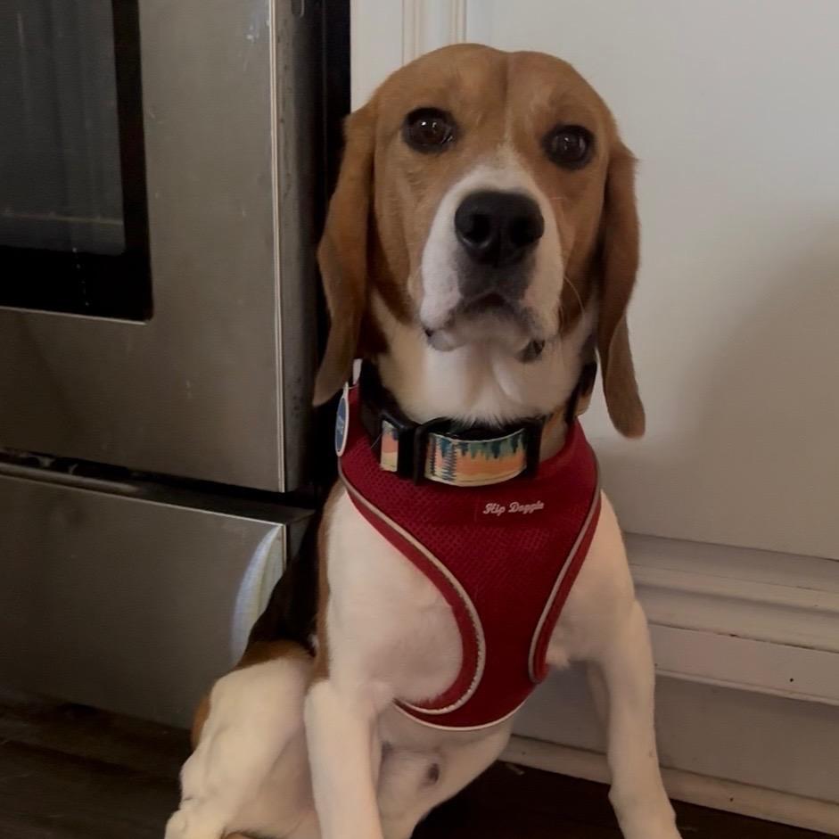 Elroy, a ADOPTABLE Beagle in Chicago, IL image 4/6